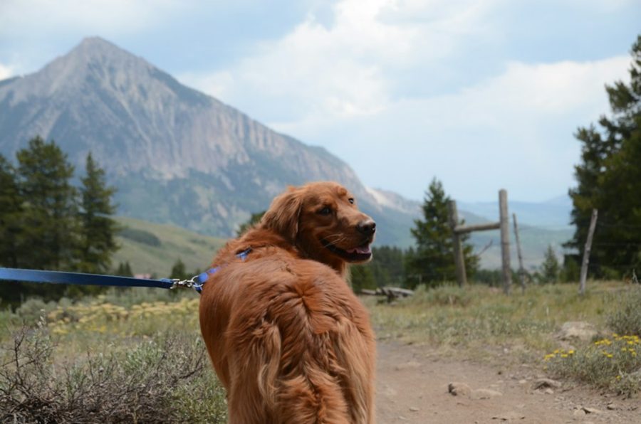 Golden retriever on a leash on a Colorado mountain trail (stock photo)
